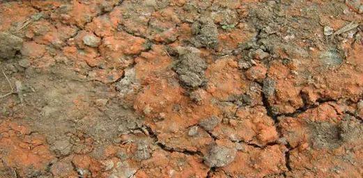 让园土变得疏松富有营养土