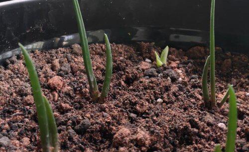 让园土变得疏松富有营养土