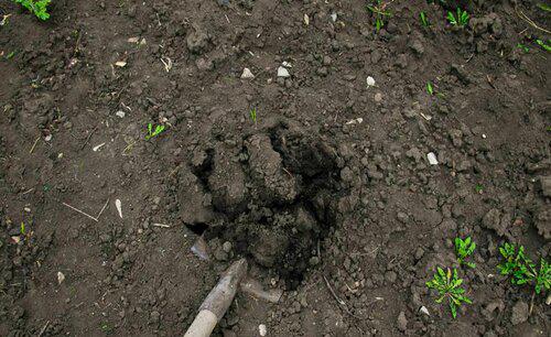 让园土变得疏松富有营养土