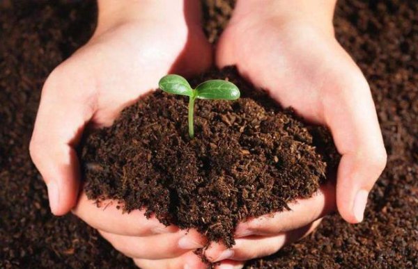 让园土变得疏松富有营养土