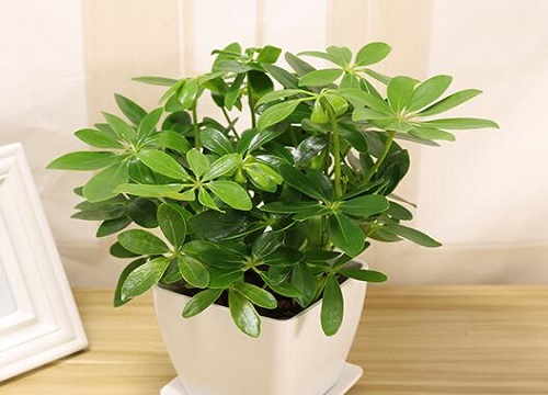 鸭脚木病虫害防治技术与方法措施