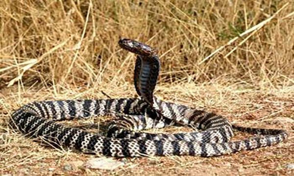 蛇有多少个品种