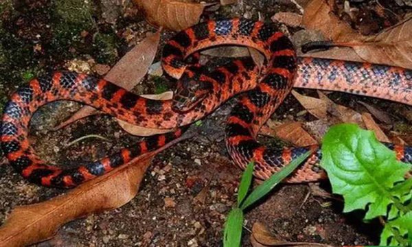 蛇有多少个品种