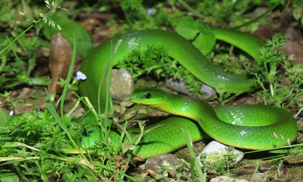 蛇有多少个品种