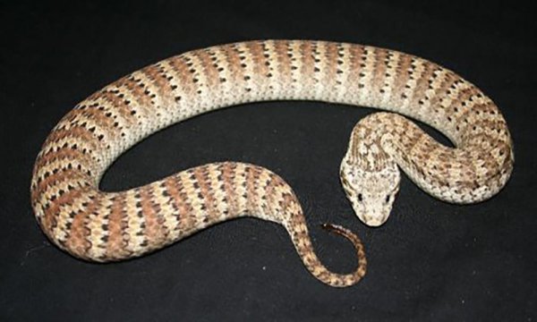 蛇有多少个品种