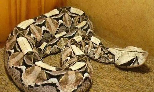 蛇有多少个品种