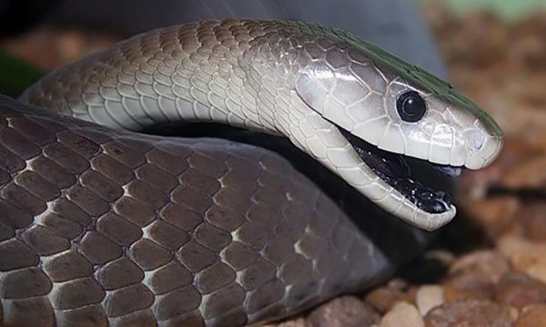 蛇有多少个品种