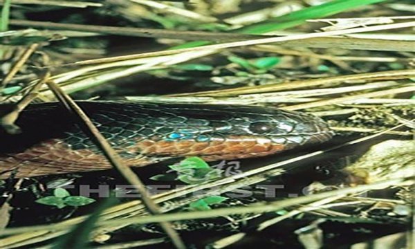 蛇有多少个品种