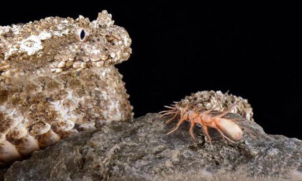 蛇有多少个品种