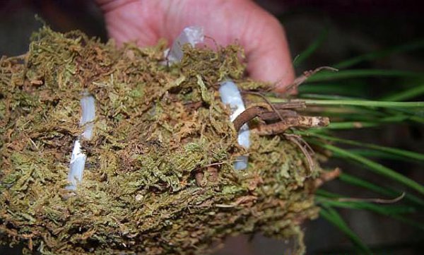 放在兰花盆土上的是什么苔藓