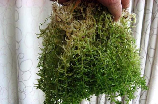 放在兰花盆土上的是什么苔藓