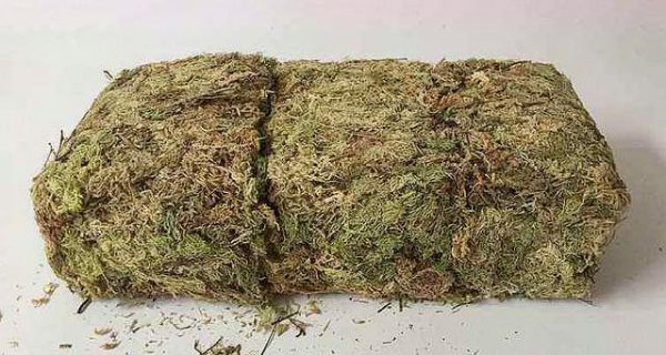 放在兰花盆土上的是什么苔藓