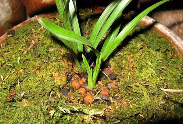 放在兰花盆土上的是什么苔藓