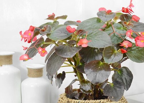 玻璃海棠什么时候扦插最好