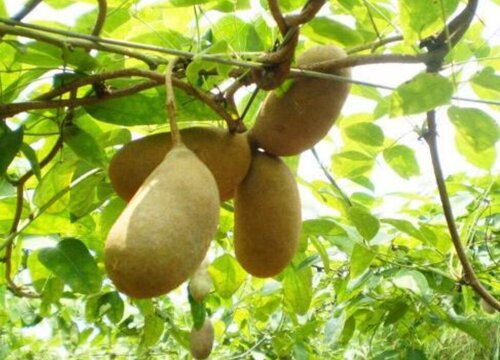 八月瓜籽能吃吗