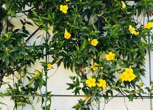 法国茉莉什么时候开花