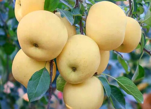 奶白色苹果是什么品种