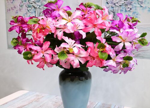 羊蹄甲耐寒多少度