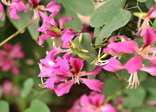 羊蹄甲耐寒多少度