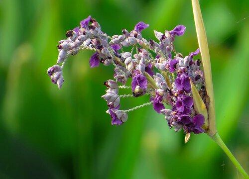 再力花花期是什么时候