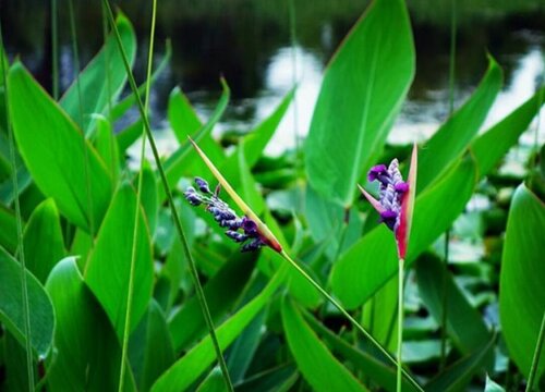 再力花花期是什么时候