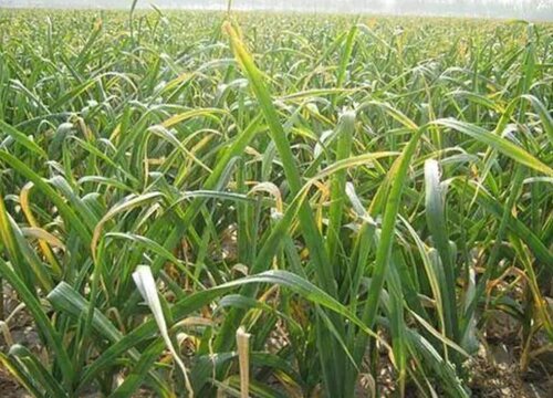 山东大蒜什么时候收获