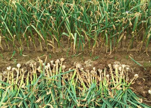 大蒜的生长过程