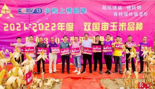 隆创310玉米种介绍