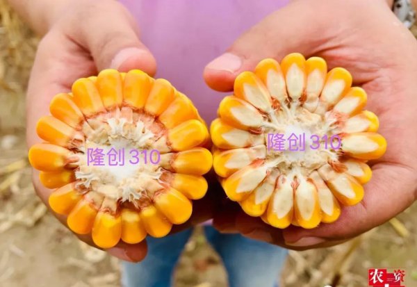 隆创310玉米种介绍