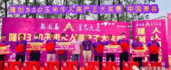 隆创310玉米种介绍