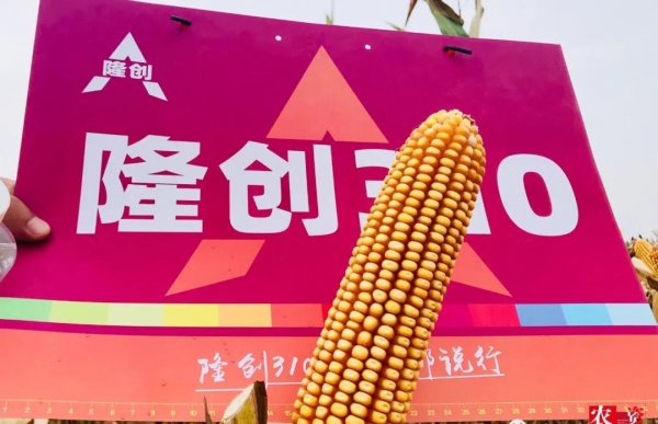 隆创310玉米种介绍