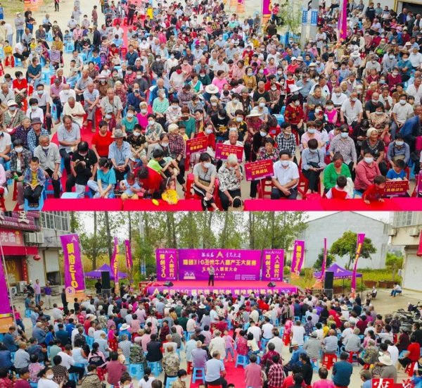 隆创310玉米种介绍