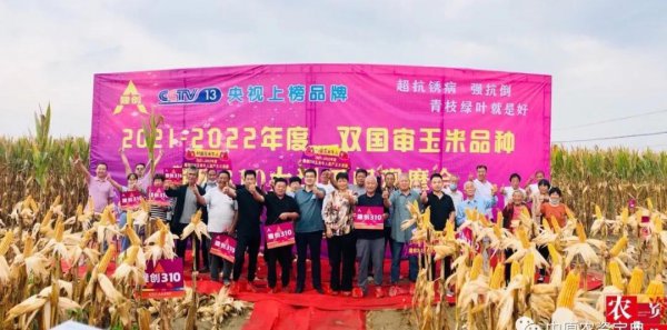 隆创310玉米种介绍