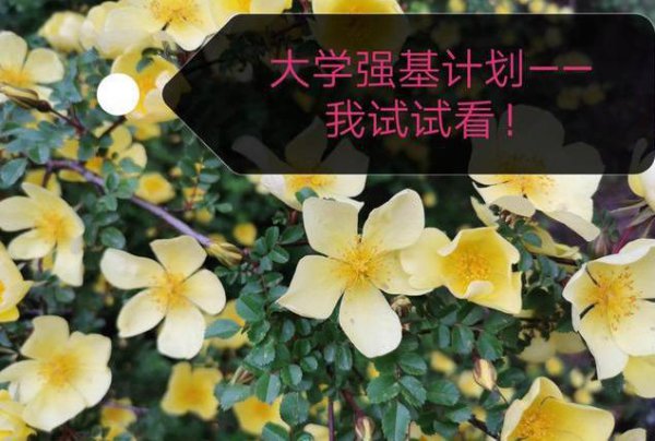 大学强基计划招生是什么意思