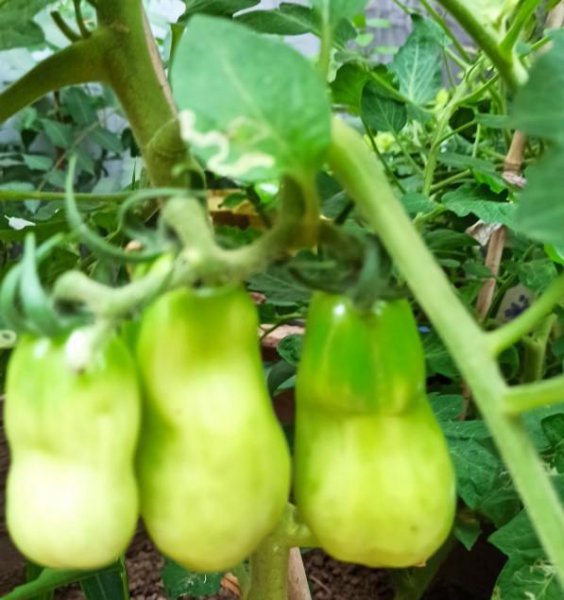 如何利用阳台种蔬菜