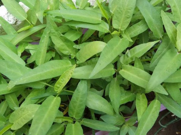 如何利用阳台种蔬菜