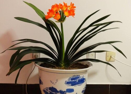 君子兰孕箭后养护需要注意事项