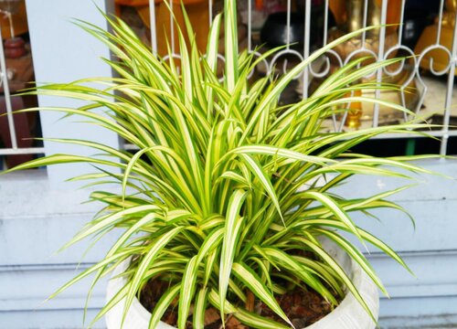 吊兰干尖怎么办有哪些注意事项