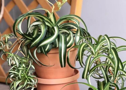 吊兰干尖怎么办有哪些注意事项