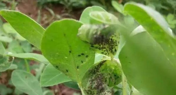 麦茬花生的种植时间与管理技术