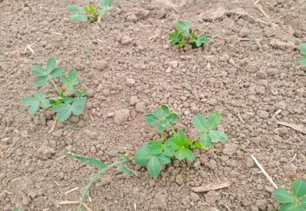 麦茬花生的种植时间与管理技术