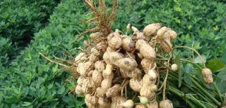 麦茬花生的种植时间与管理技术