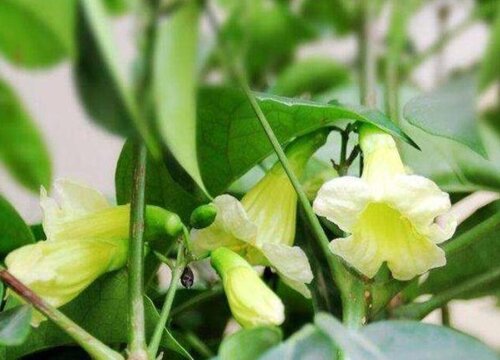 盆栽幸福树开花吗