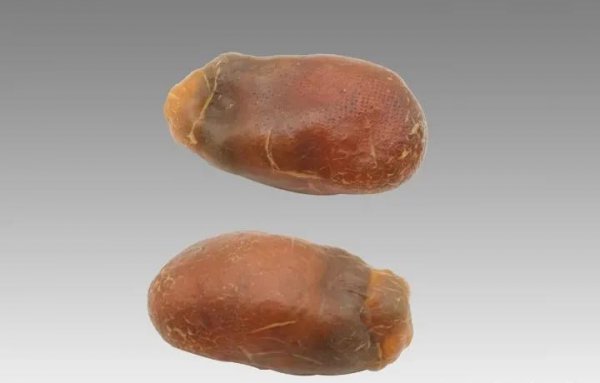 鸡宝到底值不值钱