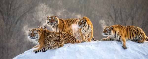 属虎人几月出生命中带财