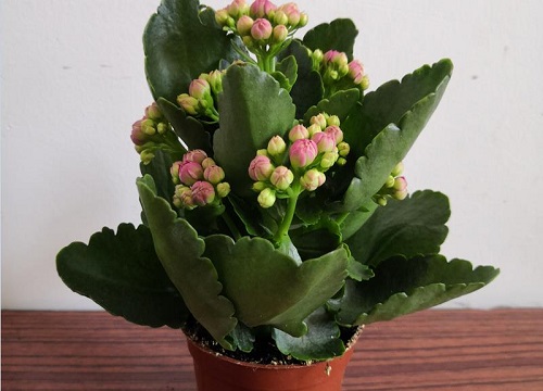 长寿花一盆种几株好