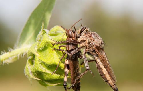 食虫虻是什么昆虫类