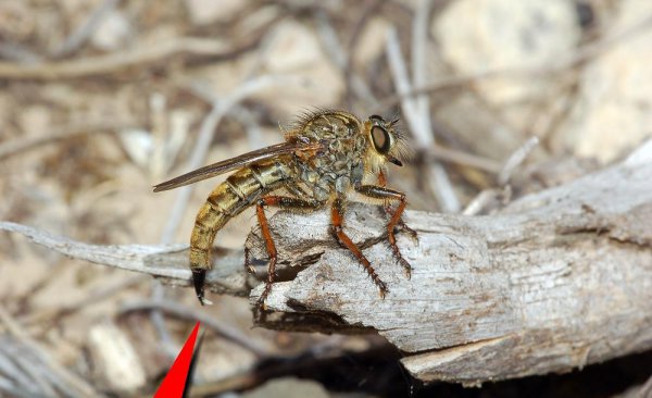 食虫虻是什么昆虫类