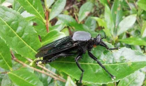 食虫虻是什么昆虫类
