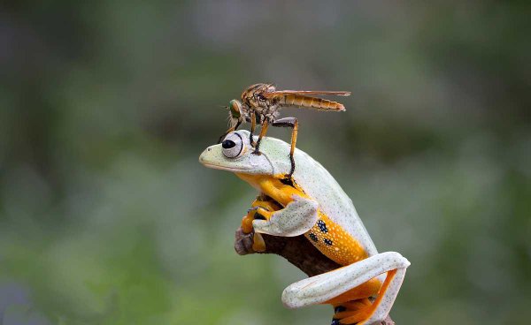 食虫虻是什么昆虫类